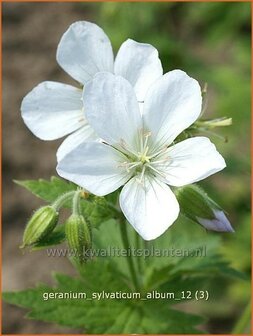 Geranium sylvaticum &#039;Album&#039; | Ooievaarsbek