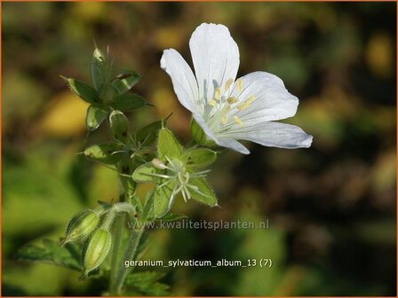 Geranium sylvaticum &#039;Album&#039; | Ooievaarsbek