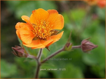 Geum &#039;Carlskaer&#039; | Nagelkruid