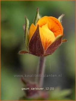 Geum &#039;Carlskaer&#039; | Nagelkruid