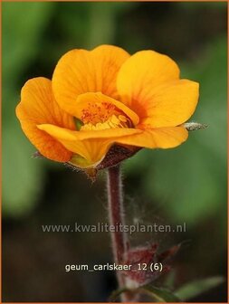 Geum &#039;Carlskaer&#039; | Nagelkruid