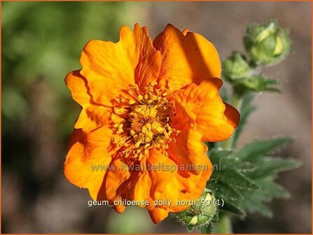 Geum chiloense &#039;Dolly North&#039; | Nagelkruid