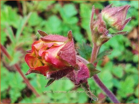 Geum chiloense &#039;Dolly North&#039; | Nagelkruid