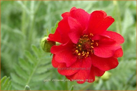 Geum chiloense &#039;Mrs Bradshaw&#039; | Nagelkruid