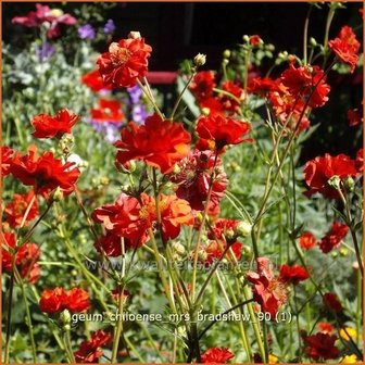 Geum chiloense &#039;Mrs Bradshaw&#039; | Nagelkruid