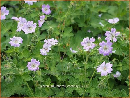 Geranium renardii &#039;Chantilly&#039; | Ooievaarsbek