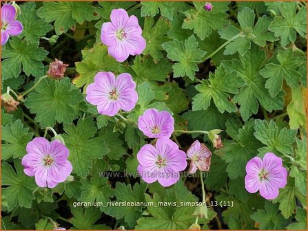 Geranium riversleaianum &#039;Mavis Simpson&#039; | Ooievaarsbek