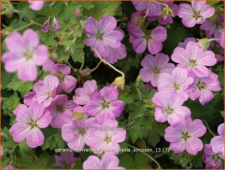 Geranium riversleaianum &#039;Mavis Simpson&#039; | OoievaarsbekGeranium riversleaianum &#039;Mavis Simpson&#039; | Ooi