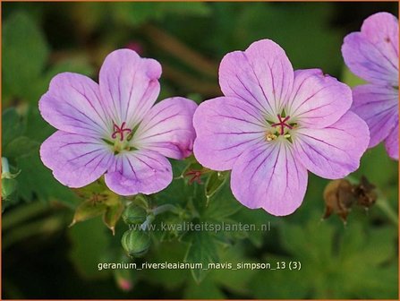 Geranium riversleaianum &#039;Mavis Simpson&#039; | Ooievaarsbek