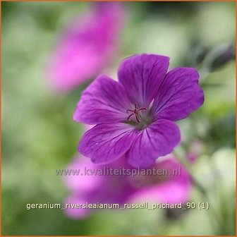 Geranium riversleaianum &#039;Russell Prichard&#039; | Ooievaarsbek