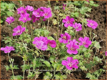 Geranium riversleaianum &#039;Russell Prichard&#039; | Ooievaarsbek