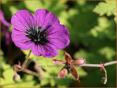 Geranium &#039;Sandrine&#039; | Ooievaarsbek, Tuingeranium | Storchschnabel