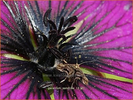 Geranium &#039;Sandrine&#039; | Ooievaarsbek, Tuingeranium | Storchschnabel