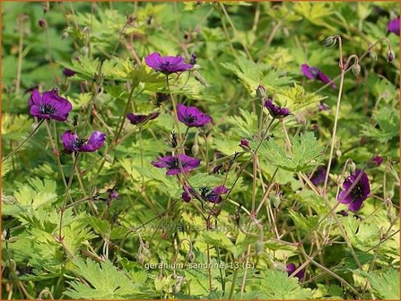 Geranium &#039;Sandrine&#039; | Ooievaarsbek, Tuingeranium | Storchschnabel