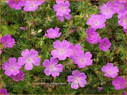 Geranium sanguineum &#039;Aviemore&#039; | Ooievaarsbek