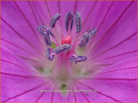 Geranium sanguineum &#039;Aviemore&#039; | Ooievaarsbek