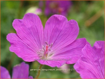 Geranium sanguineum &#039;Aviemore&#039; | Ooievaarsbek