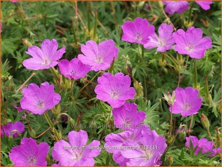 Geranium sanguineum &#039;Aviemore&#039; | Ooievaarsbek