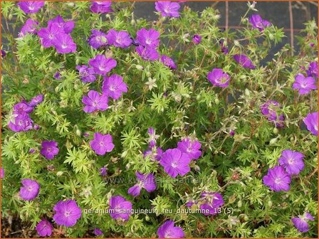 Geranium sanguineum &#039;Feu d&#039;Autumne&#039; | Ooievaarsbek