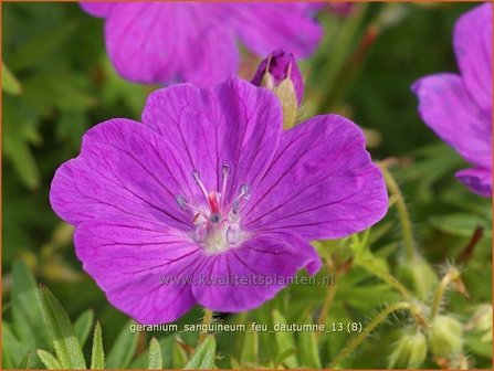 Geranium sanguineum &#039;Feu d&#039;Autumne&#039; | Ooievaarsbek