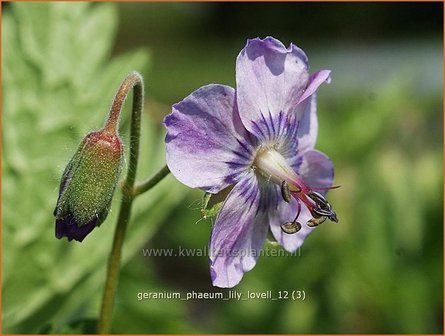 Geranium phaeum &#039;Lily Lovell&#039; | Ooievaarsbek