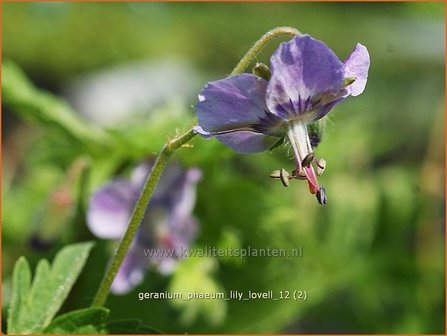 Geranium phaeum &#039;Lily Lovell&#039; | Ooievaarsbek