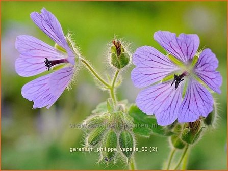 Geranium &#039;Philippe Vapelle&#039; | Ooievaarsbek