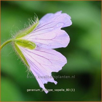 Geranium &#039;Philippe Vapelle&#039; | Ooievaarsbek