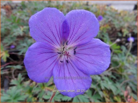 Geranium &#039;Orion&#039; | Ooievaarsbek, Tuingeranium | Storchschnabel