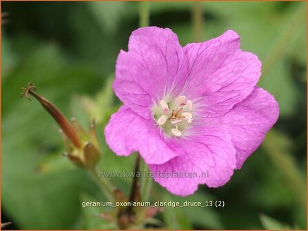 Geranium oxonianum &#039;Claridge Druce&#039; | Ooievaarsbek, Tuingeranium | Oxford-Storchschnabel