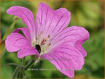 Geranium oxonianum &#039;Claridge Druce&#039; | Ooievaarsbek, Tuingeranium | Oxford-Storchschnabel