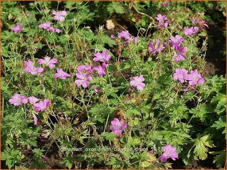 Geranium oxonianum &#039;Claridge Druce&#039; | Ooievaarsbek, Tuingeranium | Oxford-Storchschnabel