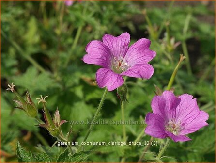 Geranium oxonianum &#039;Claridge Druce&#039; | Ooievaarsbek, Tuingeranium | Oxford-Storchschnabel