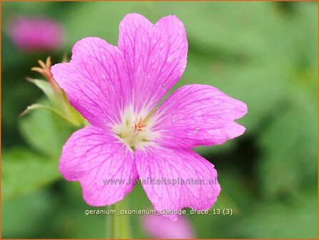 Geranium oxonianum &#039;Claridge Druce&#039; | Ooievaarsbek, Tuingeranium | Oxford-Storchschnabel