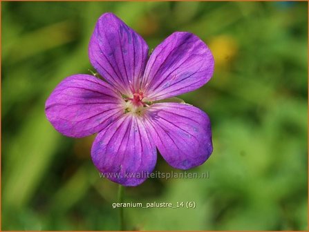 Geranium palustre | Ooievaarsbek, Moerasooievaarsbek