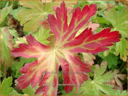 Geranium macrorrhizum | Rotsooievaarsbek, Ooievaarsbek, Tuingeranium | Balkan-Storchschnabel