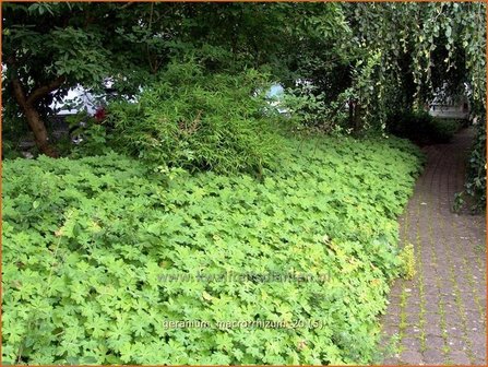 Geranium macrorrhizum | Rotsooievaarsbek, Ooievaarsbek, Tuingeranium | Balkan-Storchschnabel