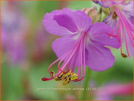 Geranium macrorrhizum &#039;Olympos&#039; | Ooievaarsbek, Tuingeranium | Balkan-Storchschnabel