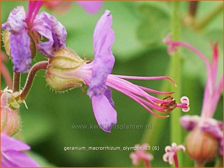 Geranium macrorrhizum &#039;Olympos&#039; | Ooievaarsbek, Tuingeranium | Balkan-Storchschnabel