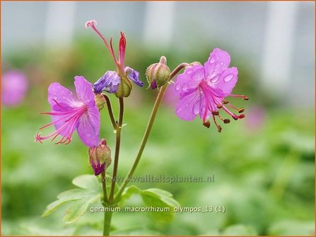 Geranium macrorrhizum &#039;Olympos&#039; | Ooievaarsbek, Tuingeranium | Balkan-Storchschnabel