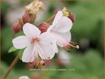 Geranium macrorrhizum &#039;Spessart&#039; | Ooievaarsbek