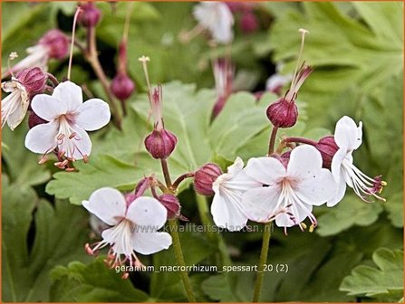 Geranium macrorrhizum &#039;Spessart&#039; | Ooievaarsbek