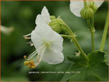 Geranium macrorrhizum &#039;White Ness&#039; | Ooievaarsbek