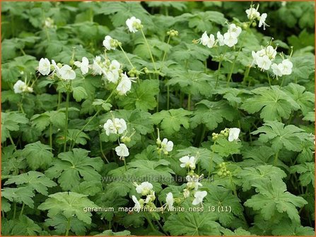 Geranium macrorrhizum &#039;White Ness&#039; | Ooievaarsbek