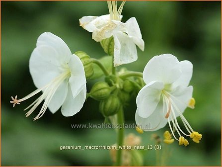 Geranium macrorrhizum &#039;White Ness&#039; | Ooievaarsbek