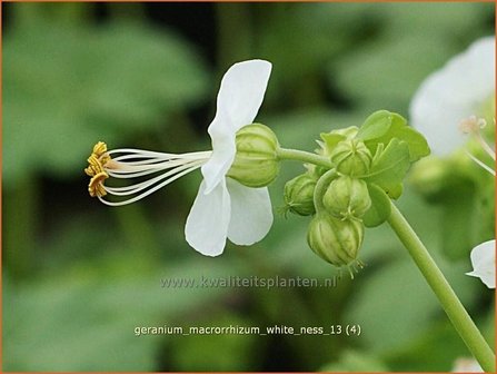 Geranium macrorrhizum &#039;White Ness&#039; | Ooievaarsbek