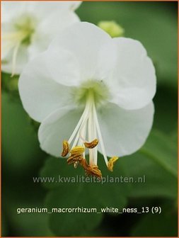 Geranium macrorrhizum &#039;White Ness&#039; | Ooievaarsbek