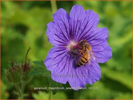 Geranium magnificum &#039;Anemoniflorum&#039; | Ooievaarsbek