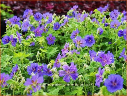 Geranium magnificum &#039;Anemoniflorum&#039; | Ooievaarsbek