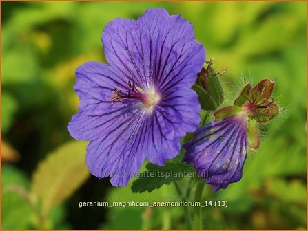 Geranium magnificum &#039;Anemoniflorum&#039; | Ooievaarsbek